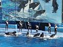 Sea World-137